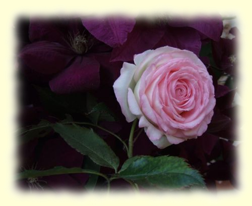 Rose im Hof der Geistmühle